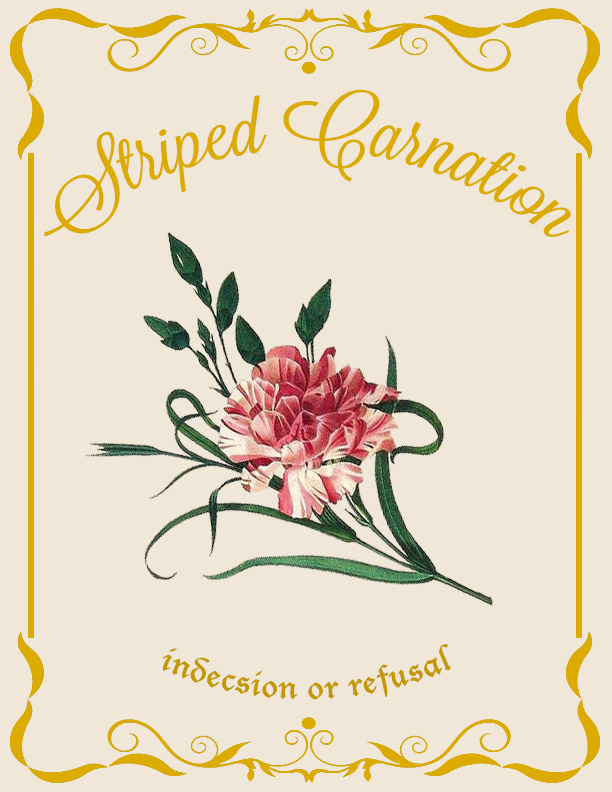 Striped Carnation