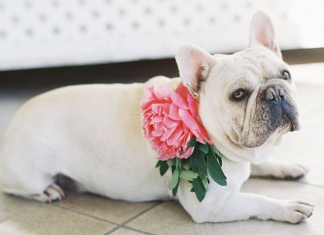 15 Ways to Style your Pooch on your Wedding Day