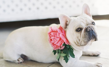 15 Ways to Style your Pooch on your Wedding Day