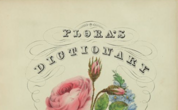 FLORIOGRAPHY – A Flower’s Secret Meaning