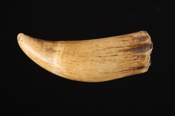 fiji-whale-tooth